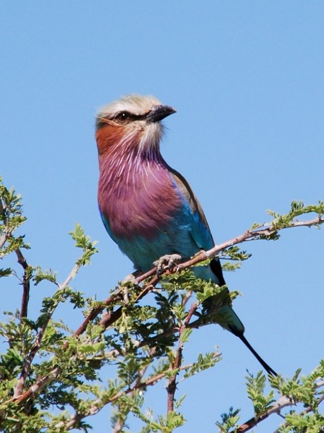 Botswana roller Africa botswana bird nationaltier forked animal about Business and Economy Spain
